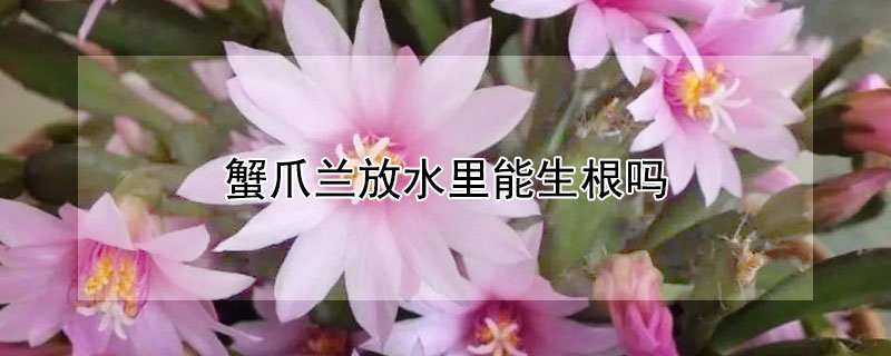 蟹爪蘭放水裏能生根嗎