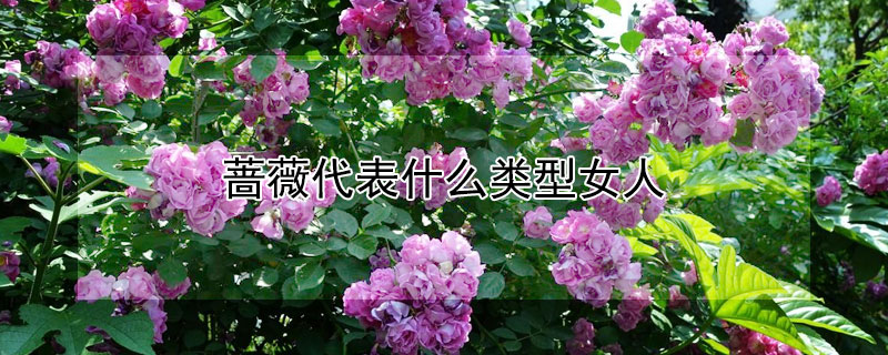 薔薇代表什麼類型女人