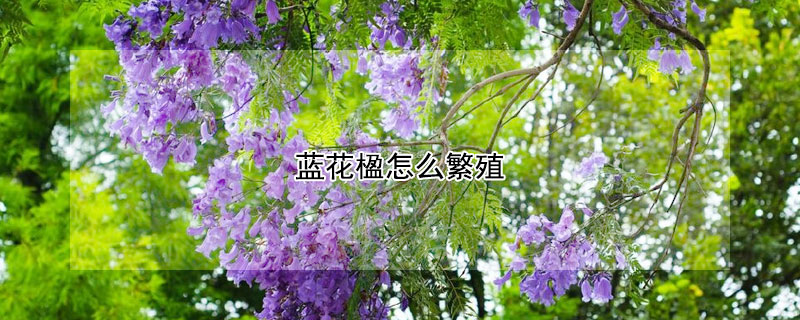 藍花楹怎麼繁殖