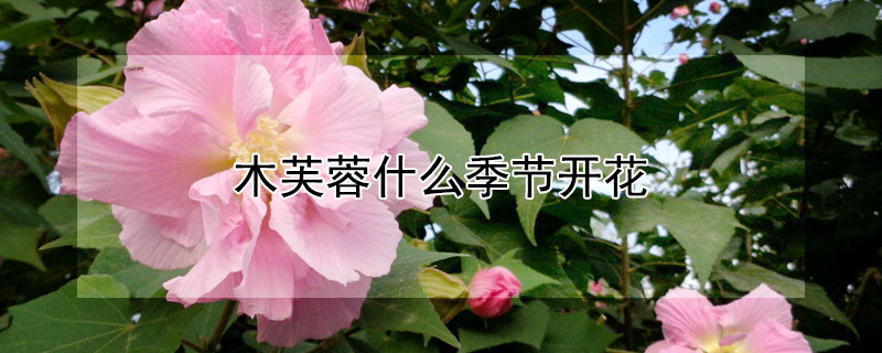 木芙蓉什麼季節開花