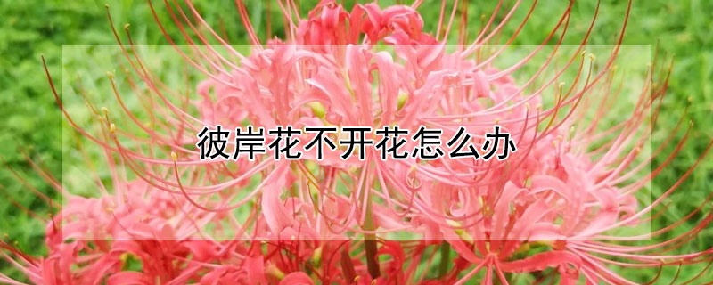 彼岸花不開花怎麼辦