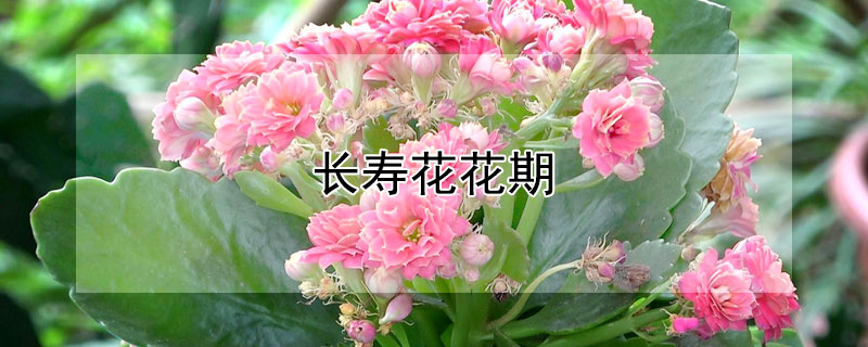 長壽花花期