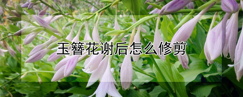 玉簪花謝後怎麼修剪