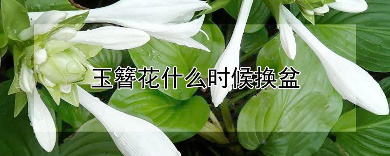 玉簪花什麼時候換盆