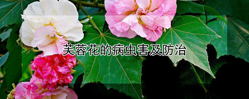 芙蓉花的病蟲害及防治