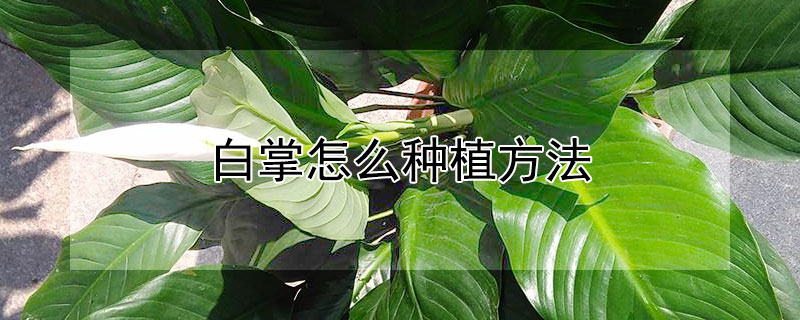 白掌怎麼種植方法