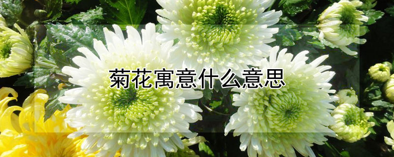 菊花寓意什麼意思