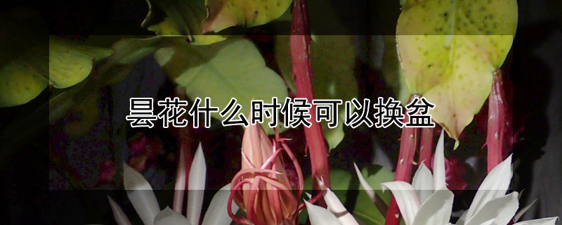 曇花什麼時候可以換盆