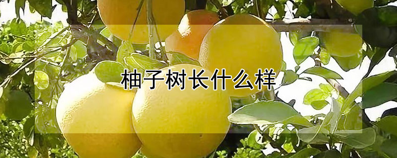 柚子樹長什麼樣