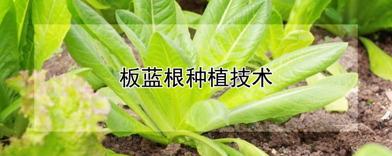 板藍根種植技術