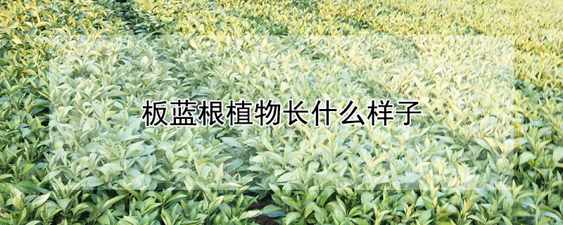 板藍根植物長什麼樣子