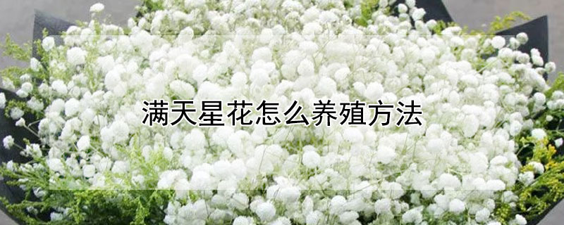 滿天星花怎麼養殖方法