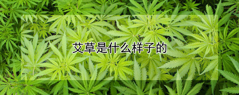 艾草是什麼樣子的