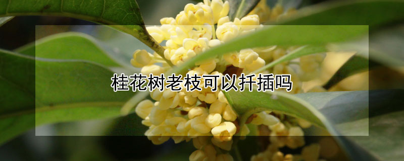 桂花樹老枝可以扡插嗎