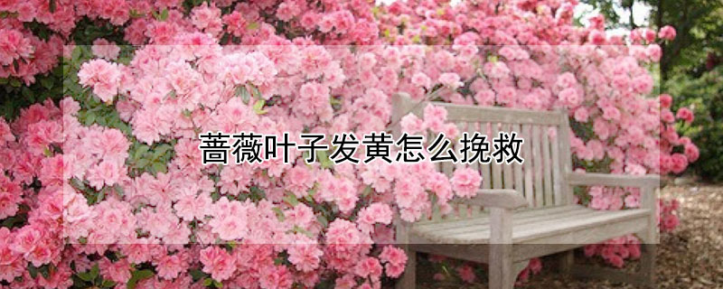 薔薇葉子發黃怎麼挽救