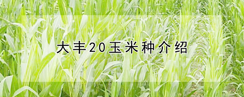 大豐20玉米種介紹