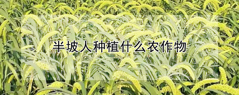 半坡人種植什麼農作物