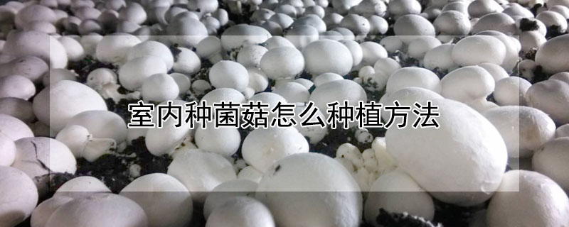 室內種菌菇怎麼種植方法