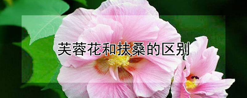 芙蓉花和扶桑的區別