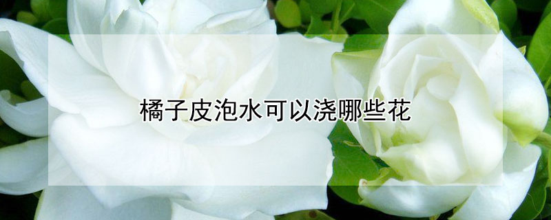 橘子皮泡水可以澆哪些花