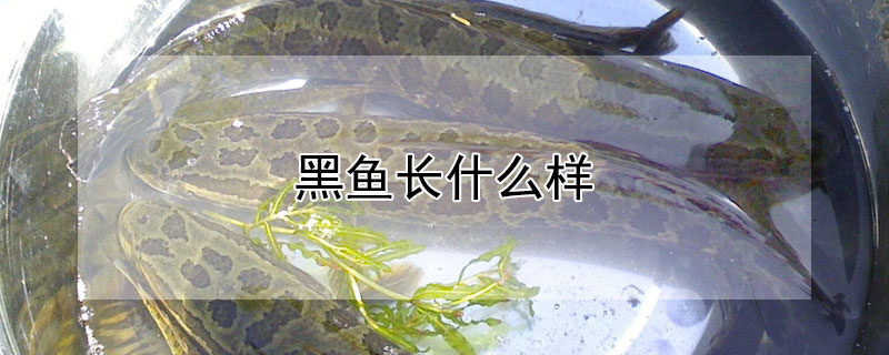 黑魚長什麼樣