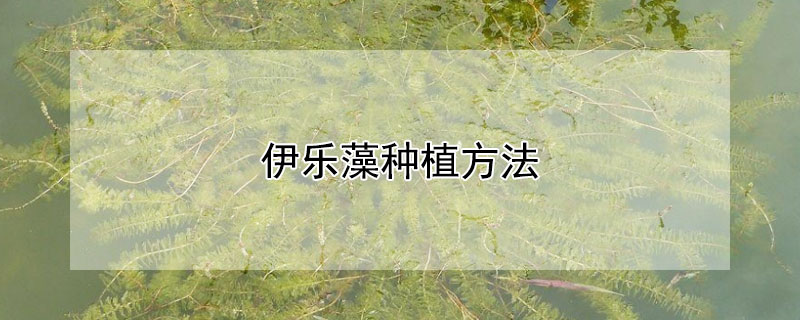 伊樂藻種植方法