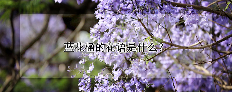 藍花楹的花語是什麼?