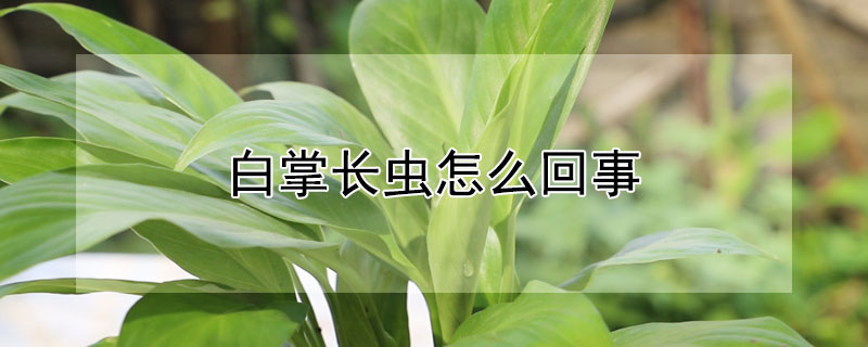 白掌長蟲怎麼回事