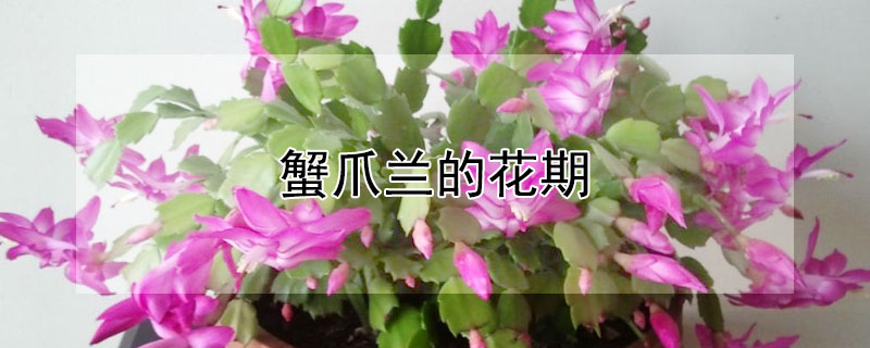 蟹爪蘭的花期