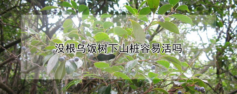 沒根烏飯樹下山樁容易活嗎