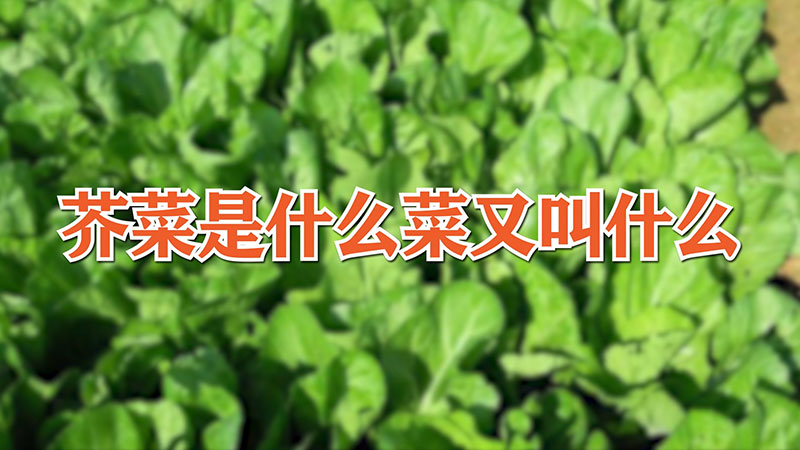 芥菜是什麼菜又叫什麼