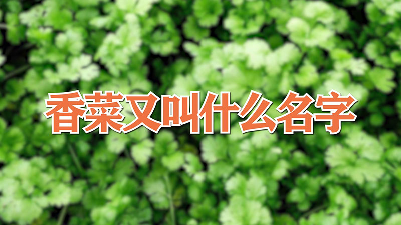 香菜又叫什麼名字