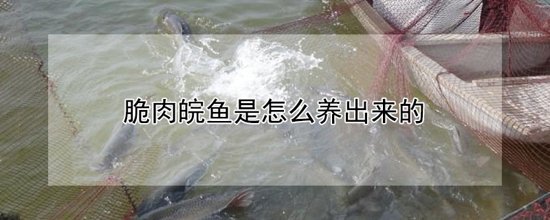 脆肉皖魚是怎麼養出來的