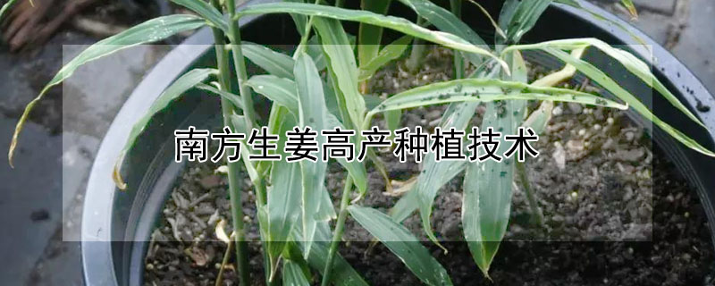 南方生薑高產種植技術