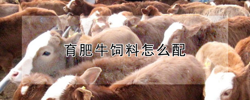 育肥牛飼料怎麼配