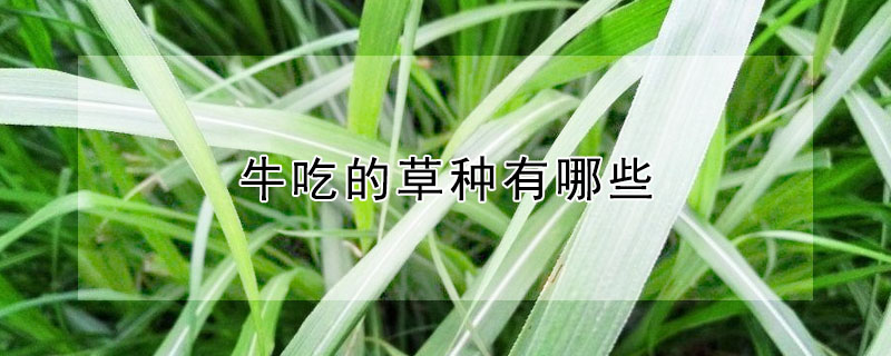 牛吃的草種有哪些