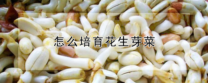 怎麼培育花生芽菜