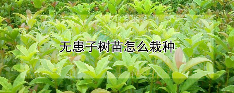 無患子樹苗怎麼栽種