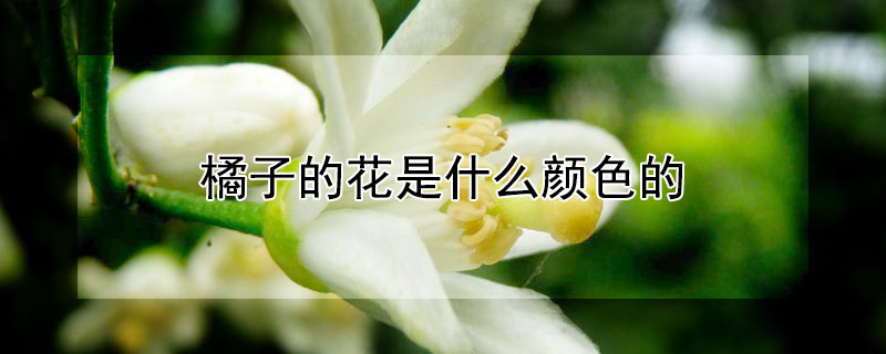 橘子的花是什麼顏色的