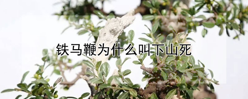 鐵馬鞭為什麼叫下山死