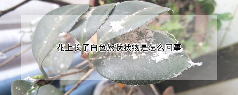 花上長了白色絮狀狀物是怎麼回事