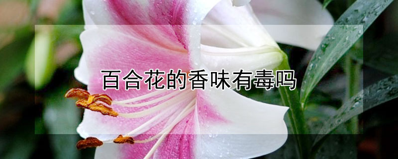 百合花的香味有毒嗎