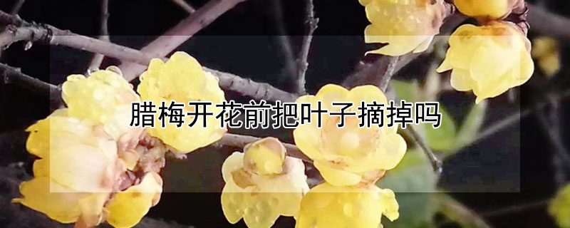 臘梅開花前把葉子摘掉嗎