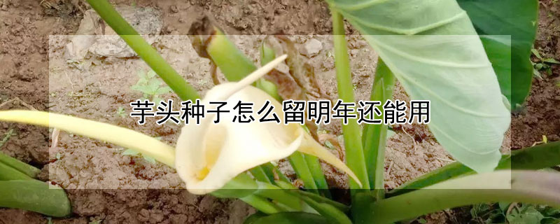 芋頭種子怎麼留明年還能用