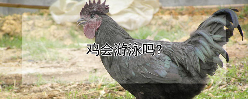 雞會遊泳嗎?