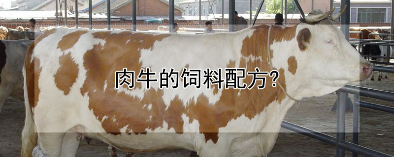 肉牛的飼料配方?