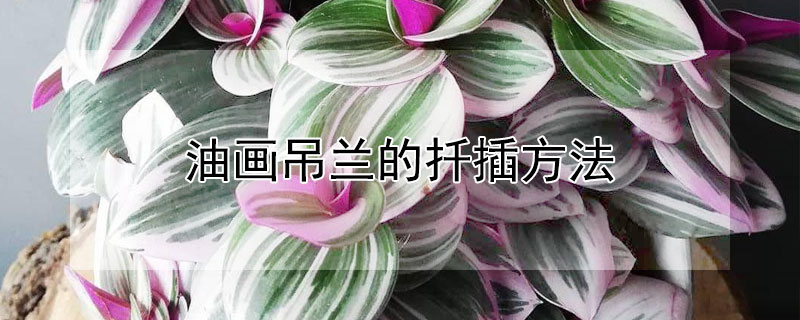 油畫吊蘭的扡插方法