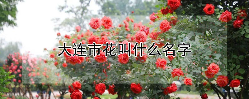 大連市花叫什麼名字