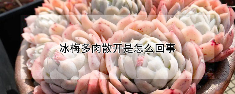 冰梅多肉散開是怎麼回事