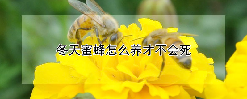 冬天蜜蜂怎麼養才不會死